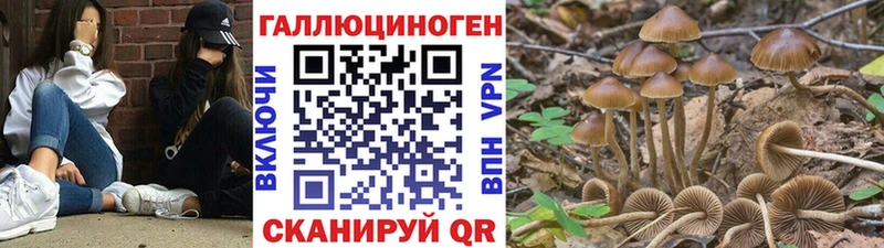 Псилоцибиновые грибы GOLDEN TEACHER Купить Арсеньев